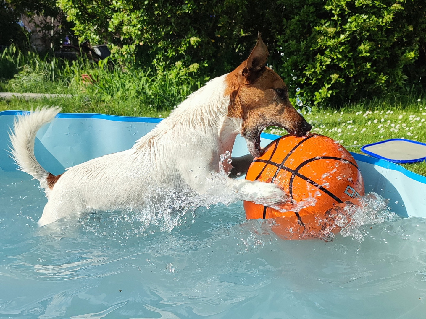 Abkühlung im Hundepool