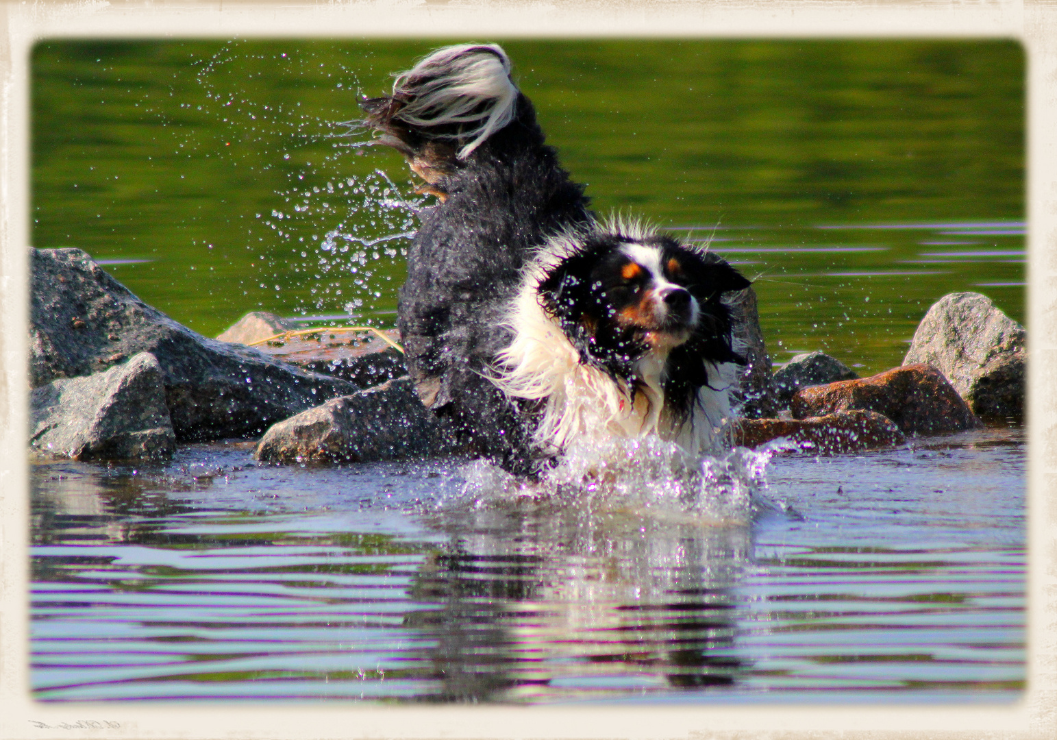 Abkühlung im See!