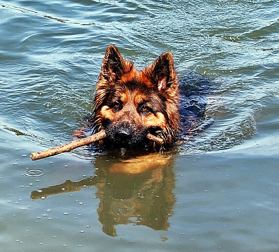 Abkühlung im See