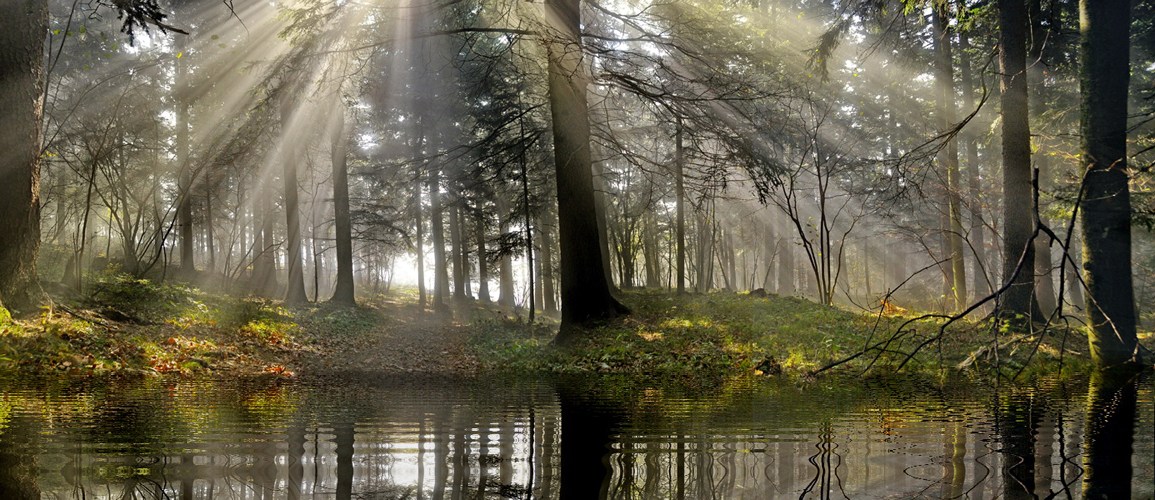 Abkühlung im Wald