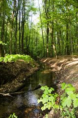 Abkühlung im Wald