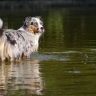 Abkühlung im Waldsee