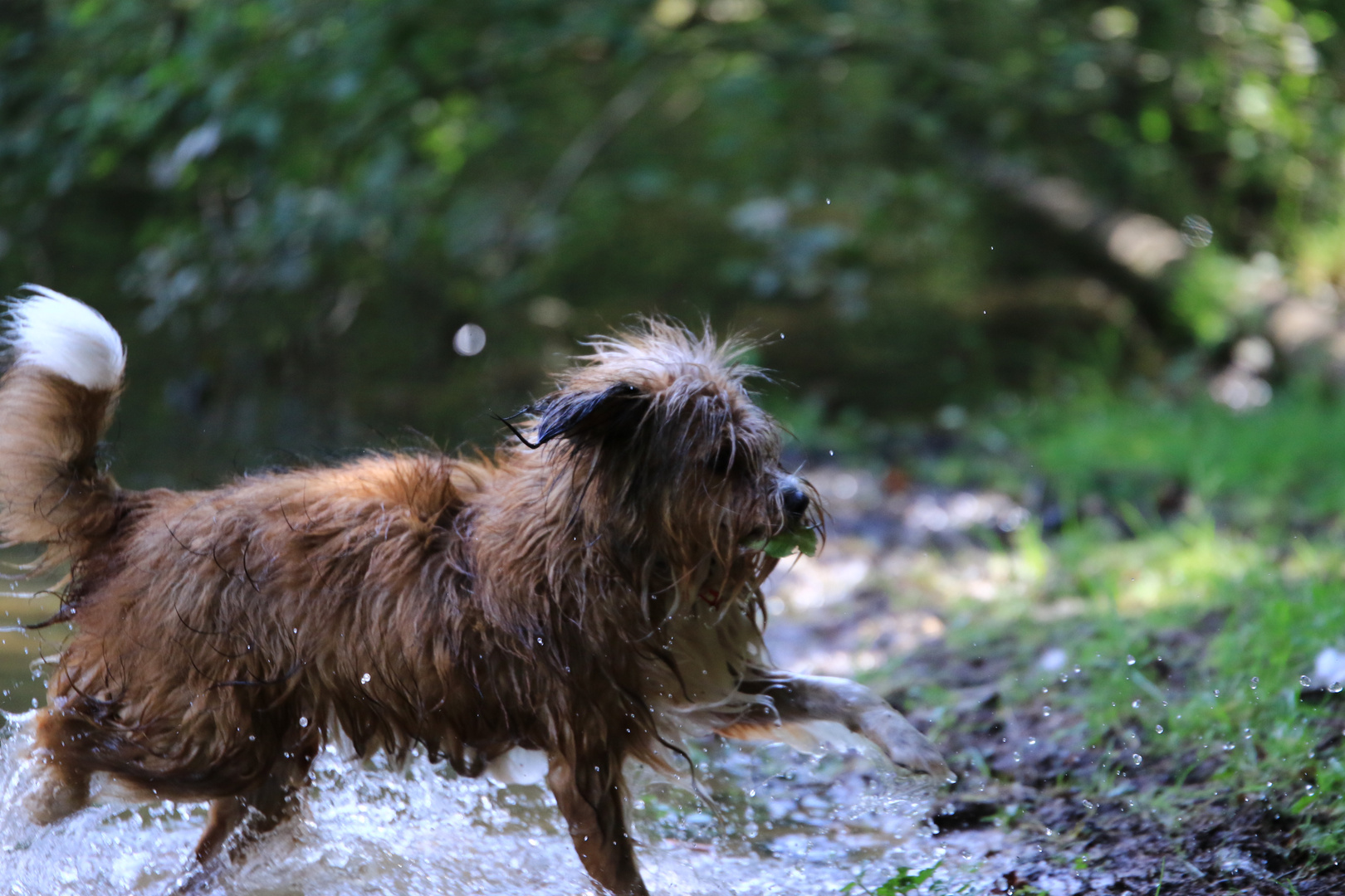 Abkühlung im Weiher