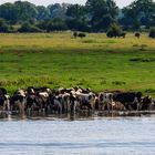 Abkühlung in der Weser