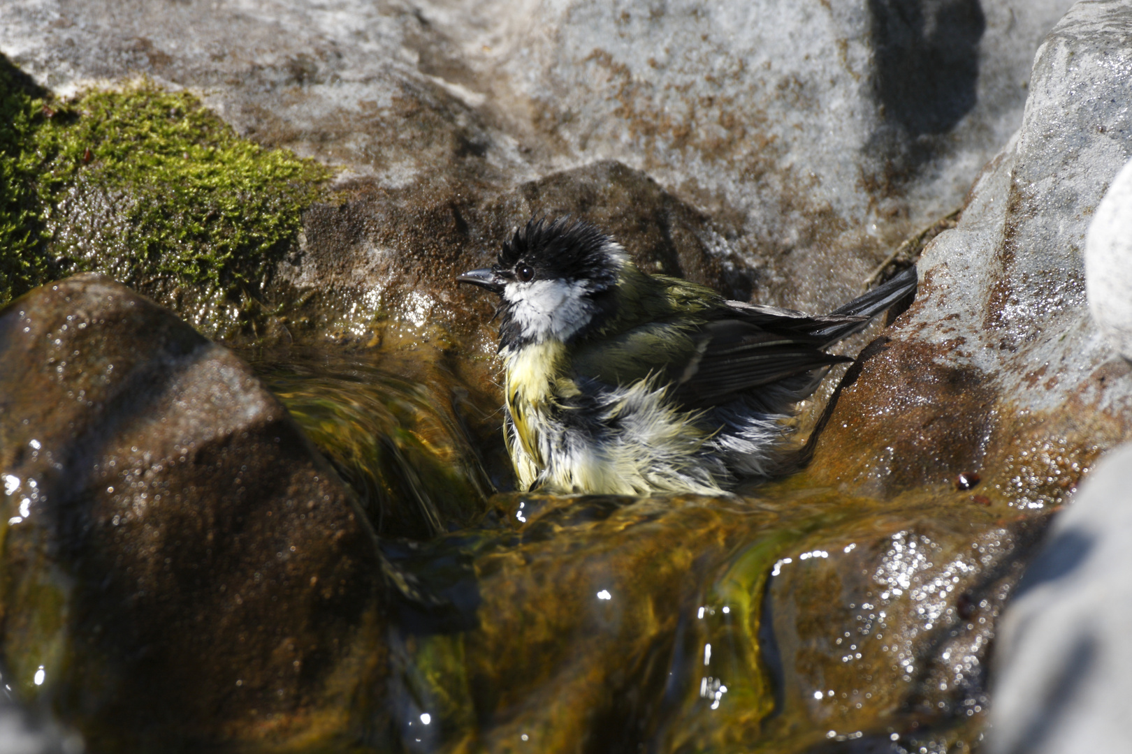 Abkühlung (Parus major ad.)