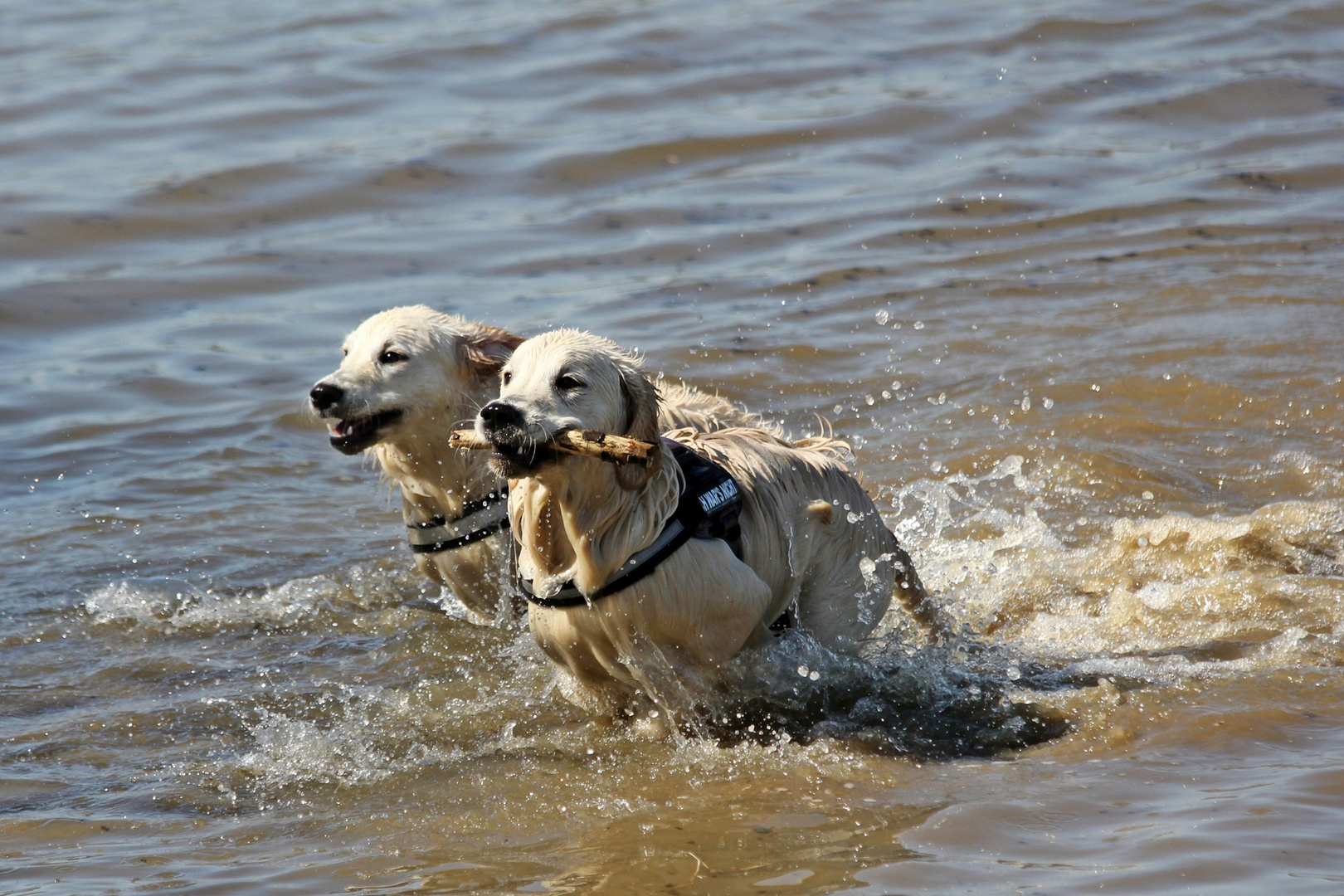 Abkühlung ...Spaß im Wasser