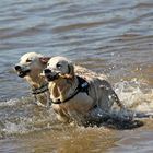 Abkühlung ...Spaß im Wasser