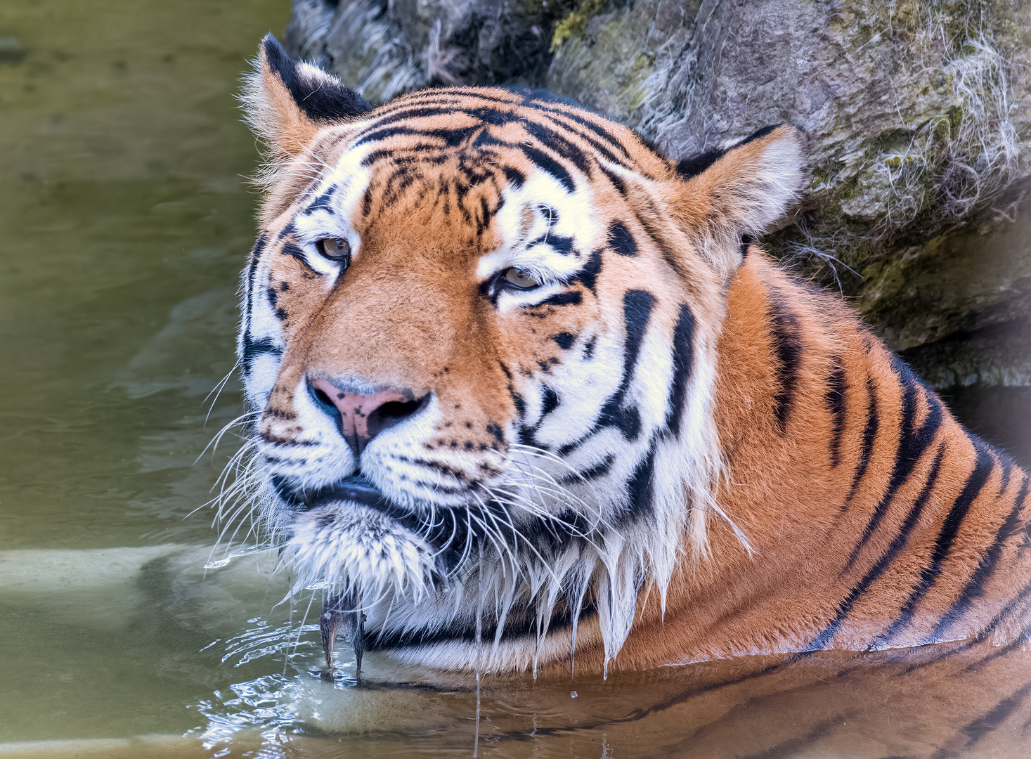 Abkühlung...! Tiger Zoo Köln