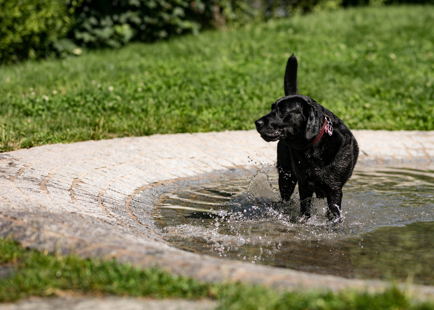 Abkühlung tut gut! Foto & Bild tiere, sonstiges, hunde Bilder auf