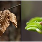 ableben und knospen