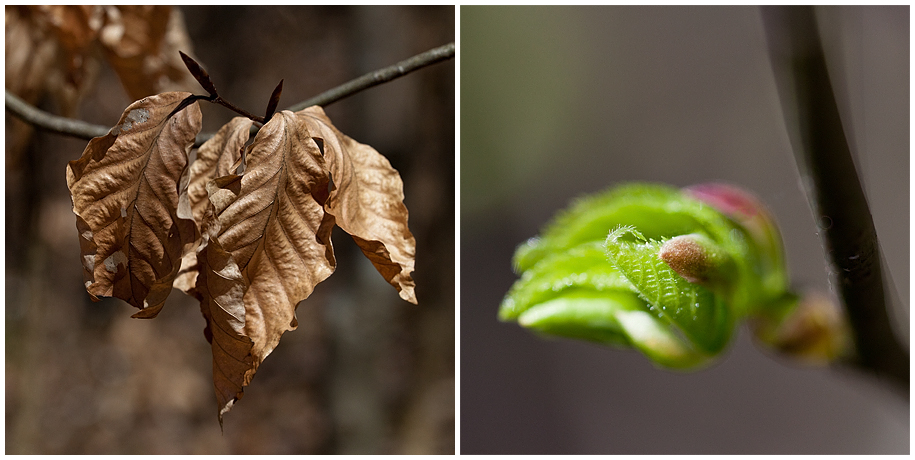 ableben und knospen