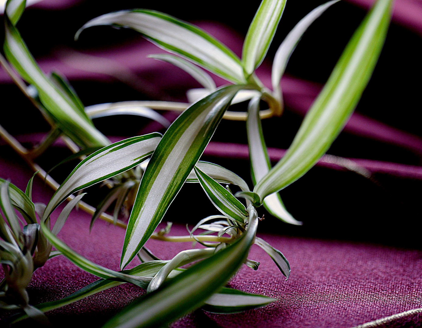 Ableger von meinem Phyton - Grünlilie - Spinne.