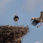 Ablösung am Nest