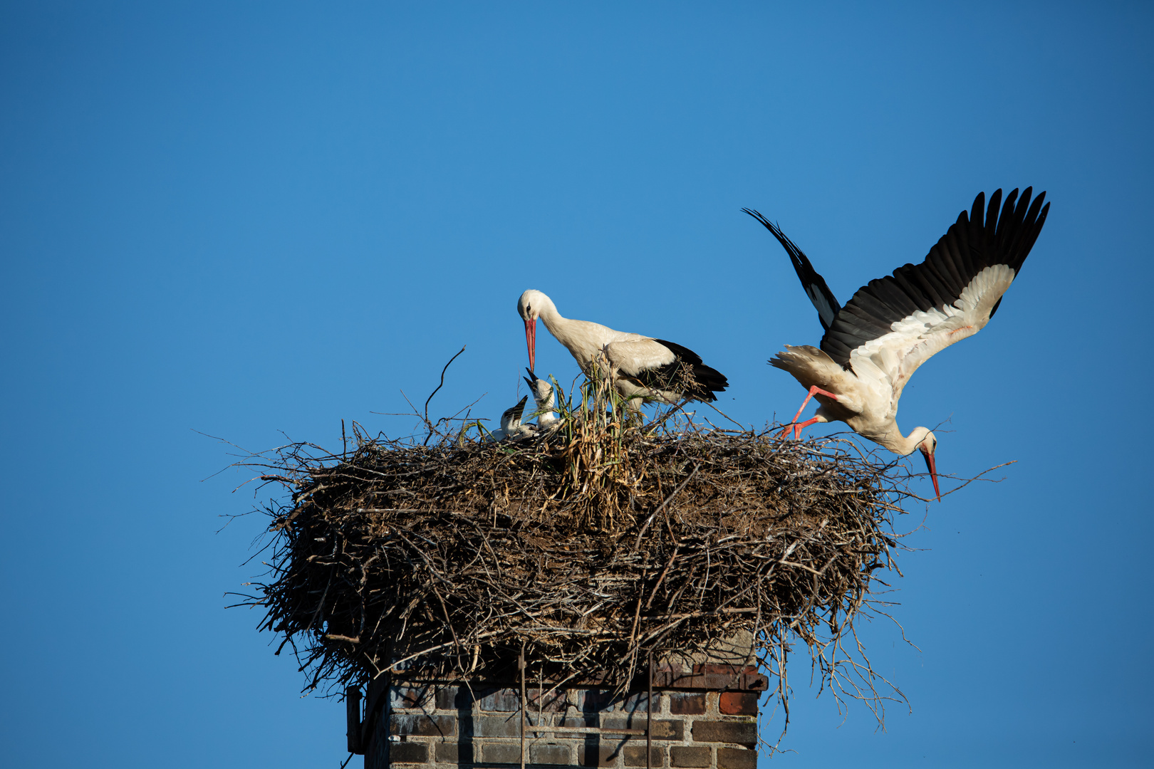 Ablösung der Altvögel am Storchennest