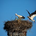 Ablösung der Altvögel am Storchennest