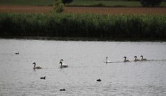 "Abmarsch" der Schwanenfamilie in Richtung Nest