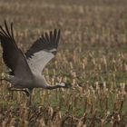 Abmarsch.. Kranich im Teufelsmoor