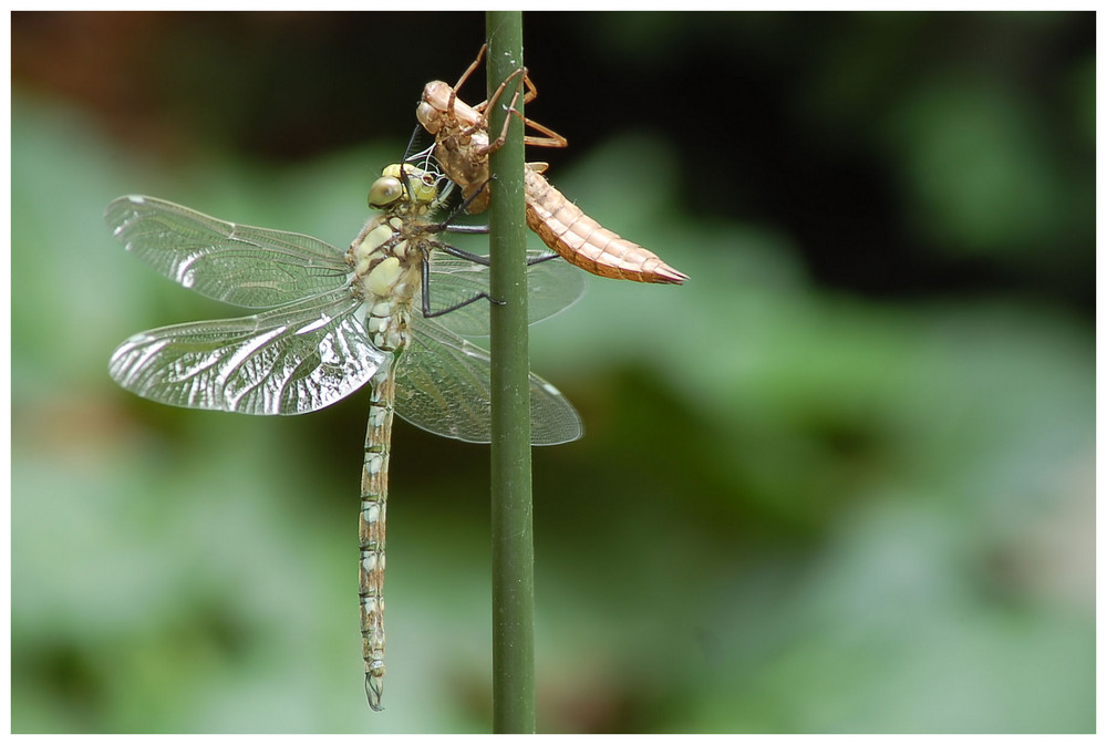 Abnabeln  Matamorphose einer Libelle