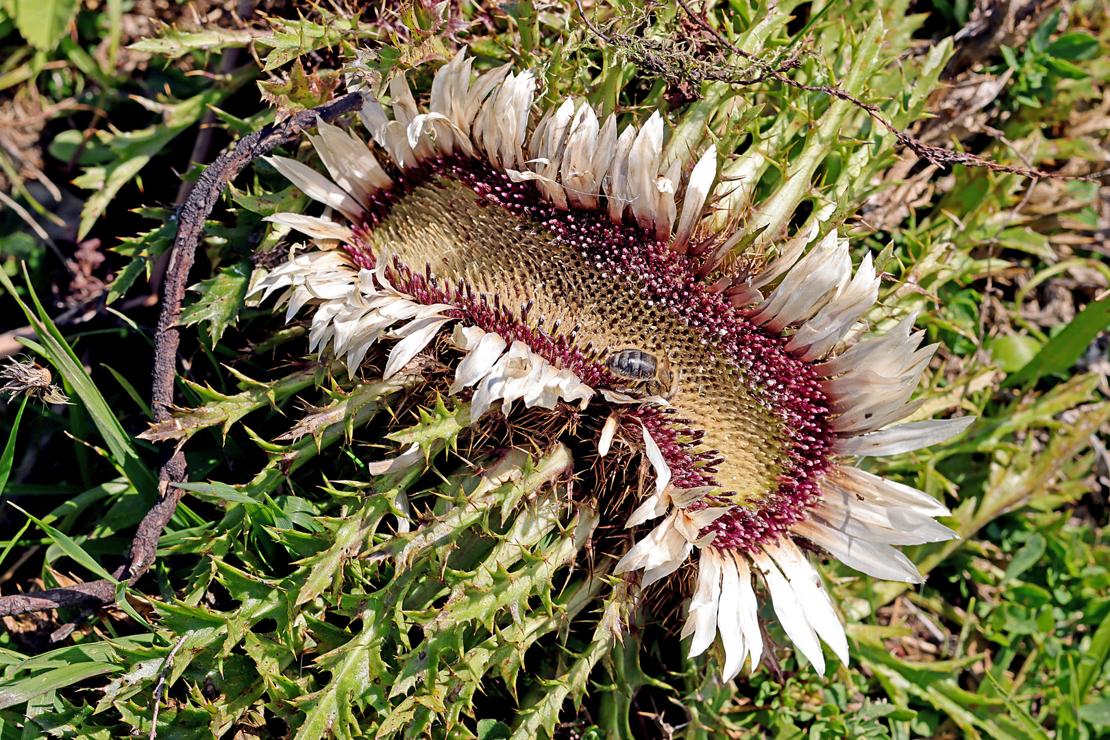 Abnormale Blüte einer Silberdistel