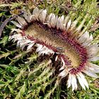 Abnormale Blüte einer Silberdistel