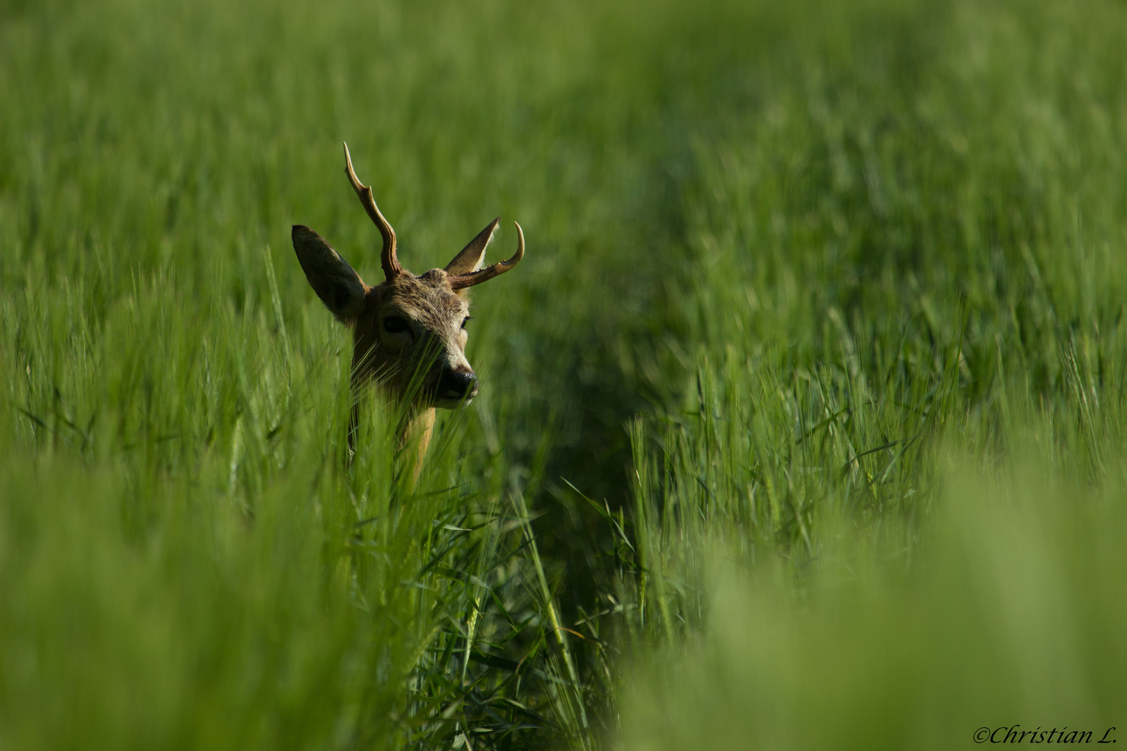 abnormer Bock