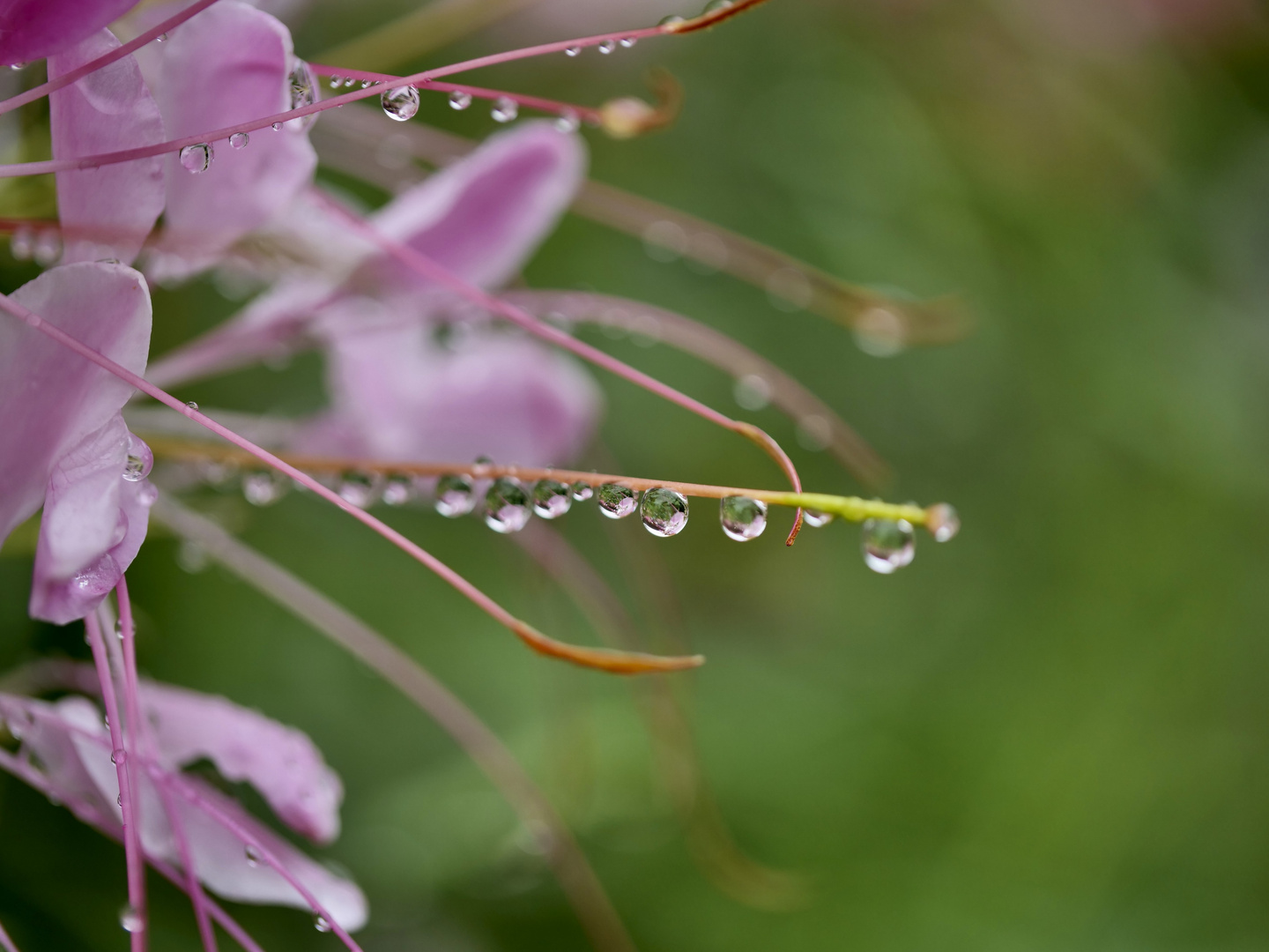 Aboretum Ellerhoop