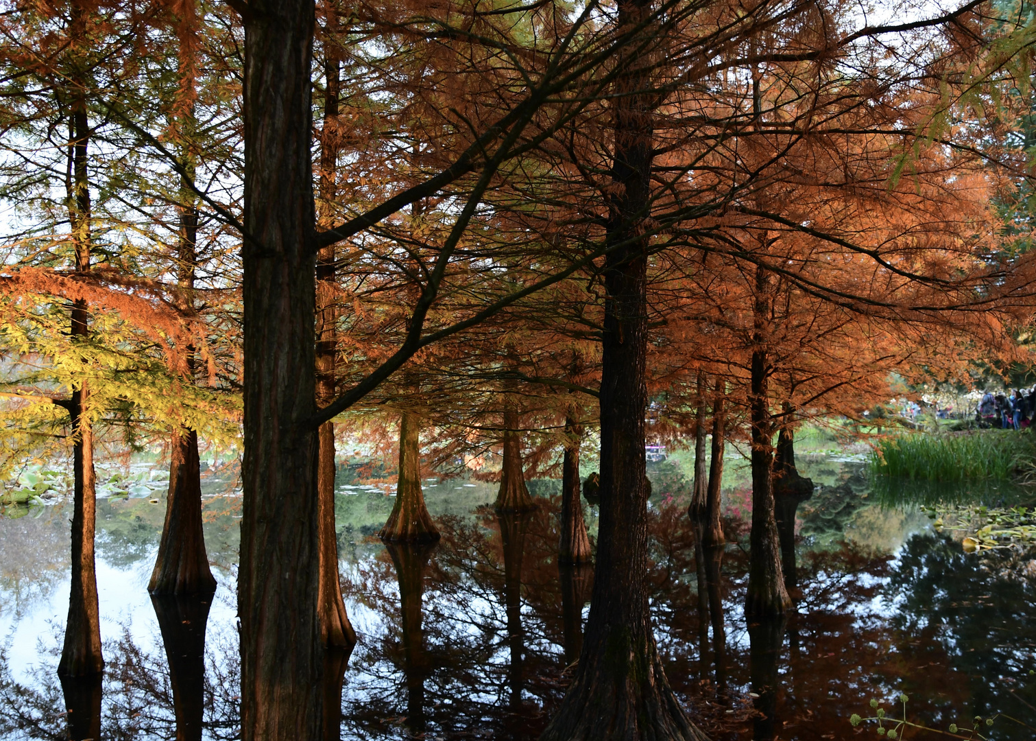 Aboretum im Herbst