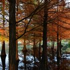 Aboretum im Herbst