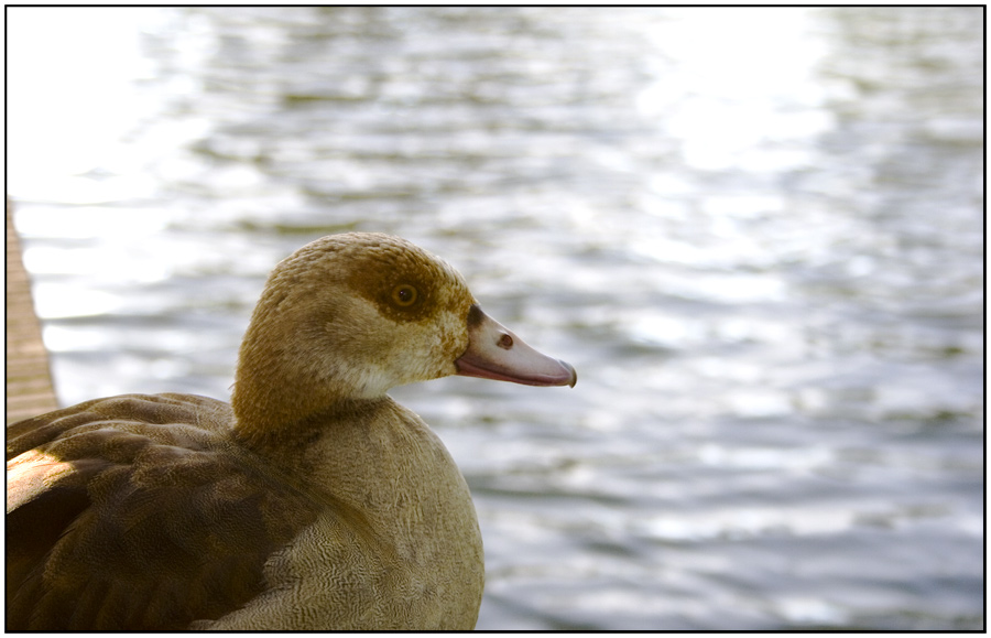 About a photographer - oder der Tag der doofen Ente