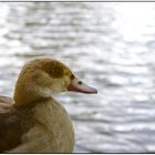 About a photographer - oder der Tag der doofen Ente