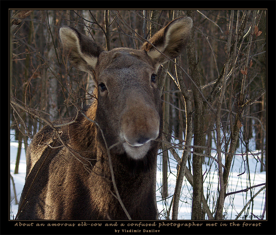 About an amorous elk-cow and a confused photographer met in the forest