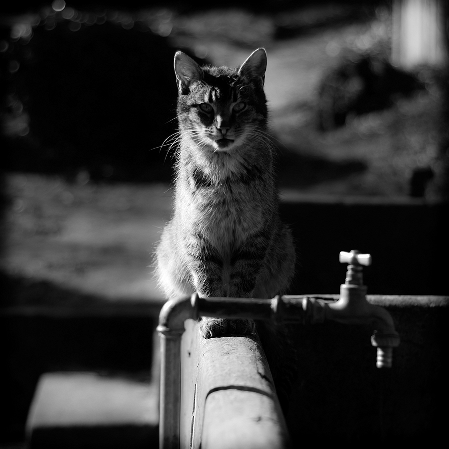 About cat who looked after the tap :)
