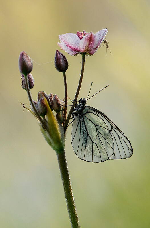 About the butterfly and a mosquito...