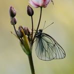 About the butterfly and a mosquito...