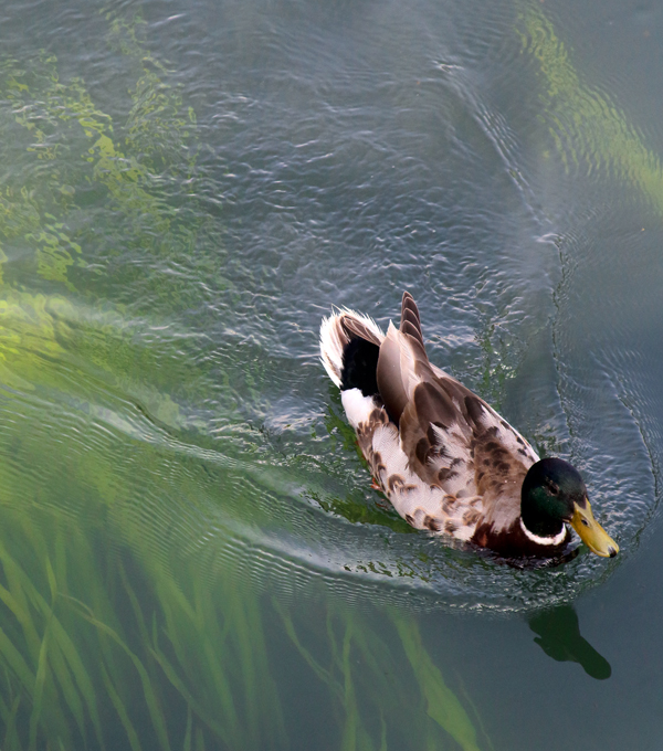 Above and below the water 2