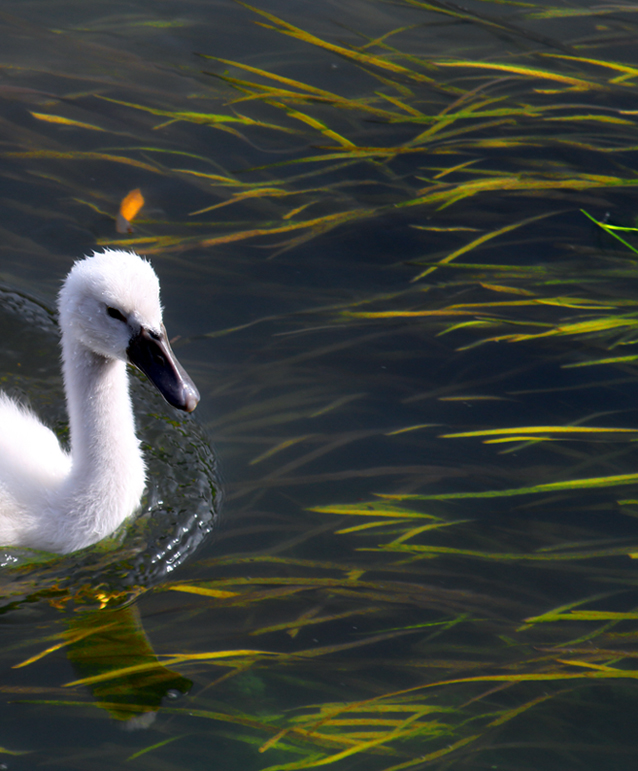 Above and below the water