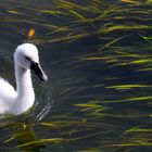 Above and below the water