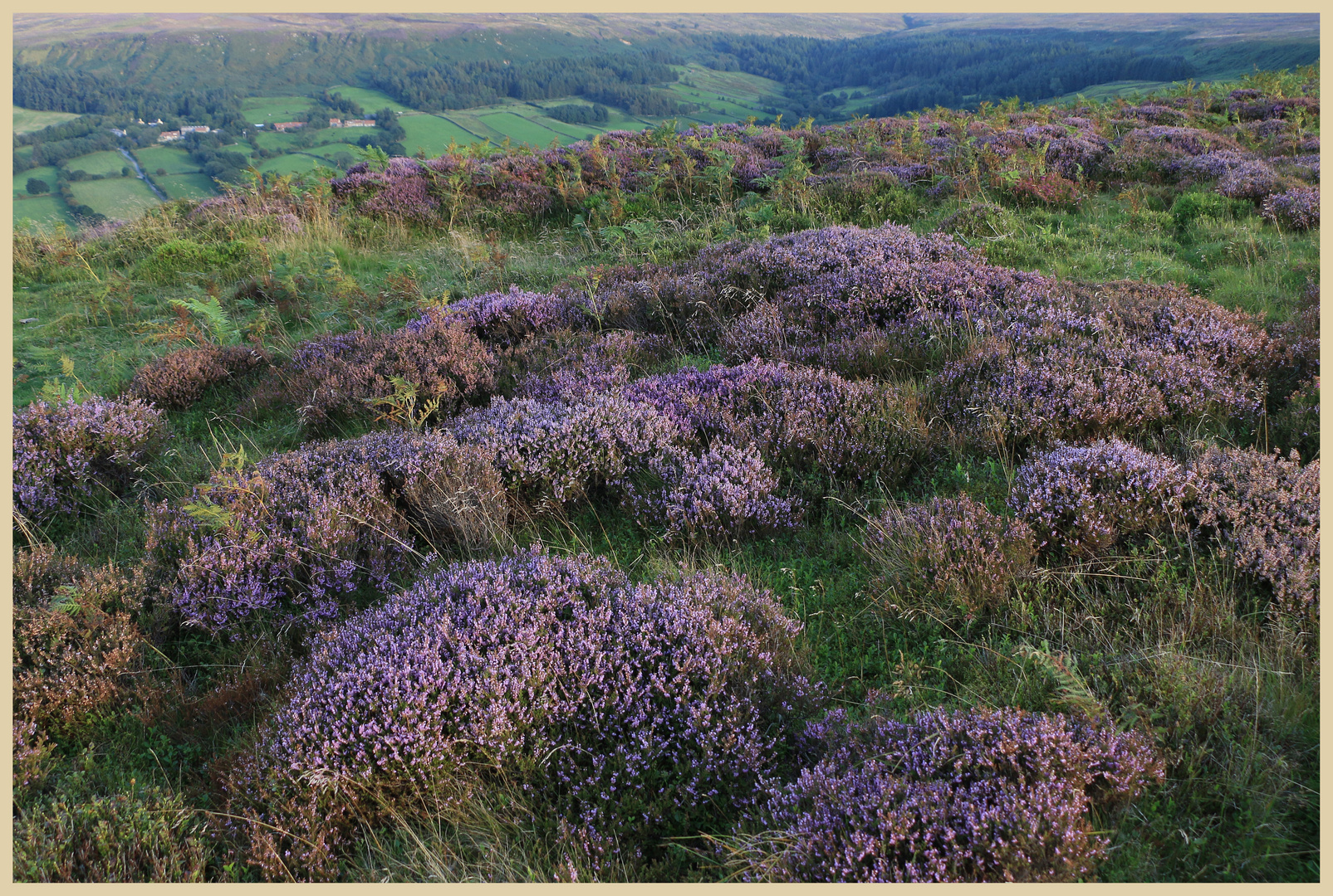 above danby dale