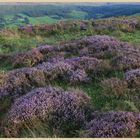 above danby dale