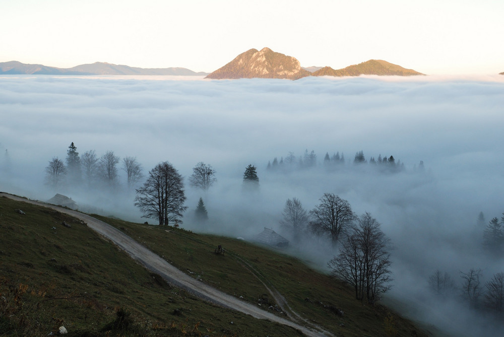 Above the Fog