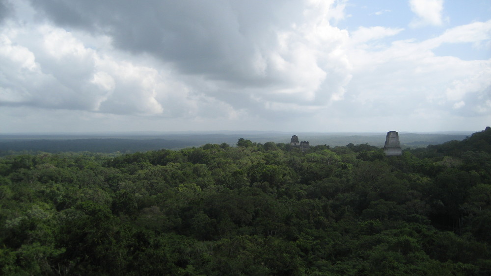 above the trees