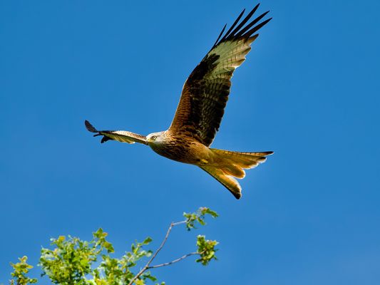 Above the treetops P5232280