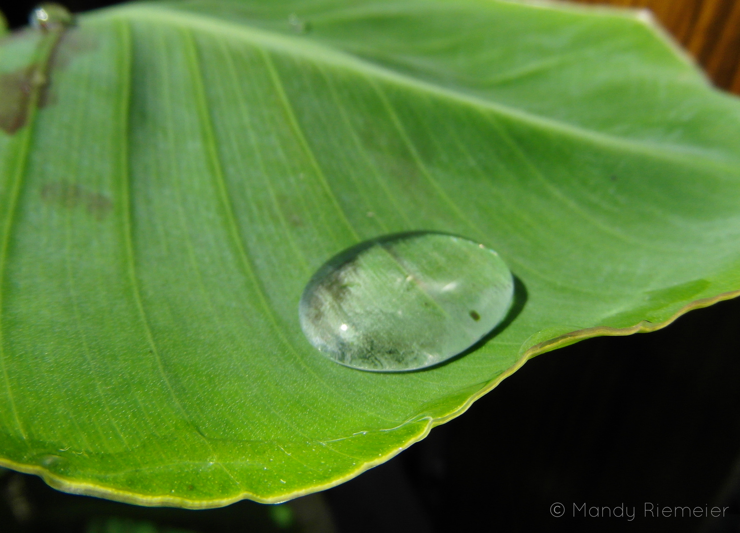 Abperlender Wassertropfen auf einem Blatt