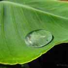 Abperlender Wassertropfen auf einem Blatt