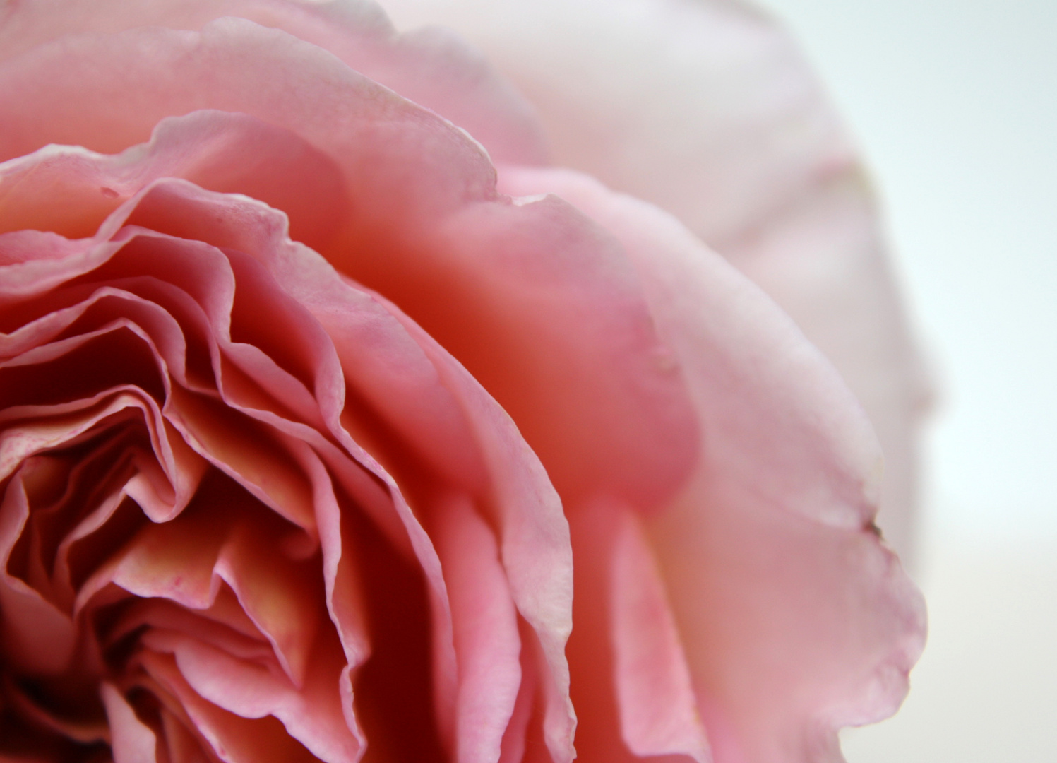 Abraham Darby 2