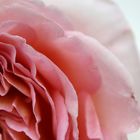 Abraham Darby 2