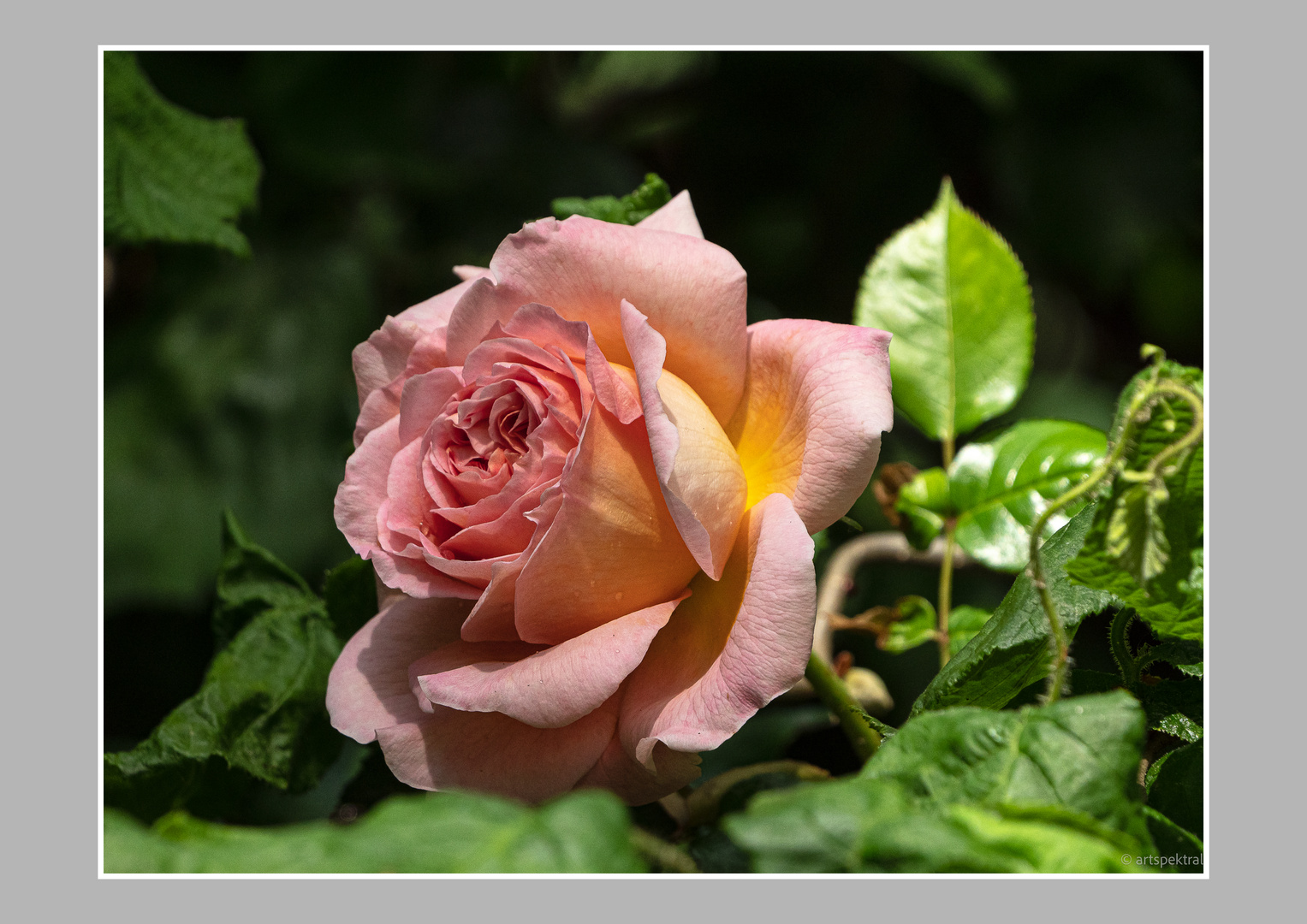 Abraham Darby Foto & Bild pflanzen, pilze & flechten, blüten