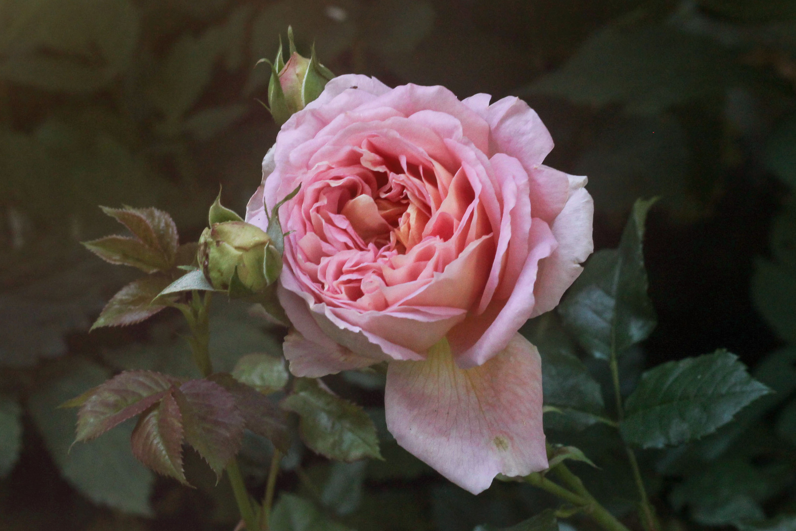 Abraham Darby