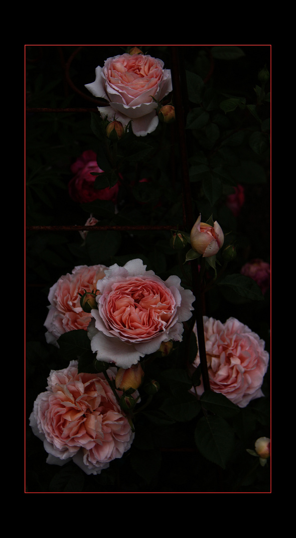 "Abraham Darby"