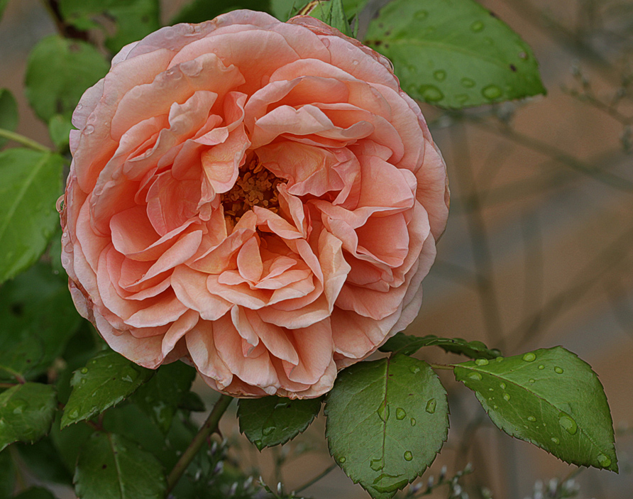 Abraham Darby